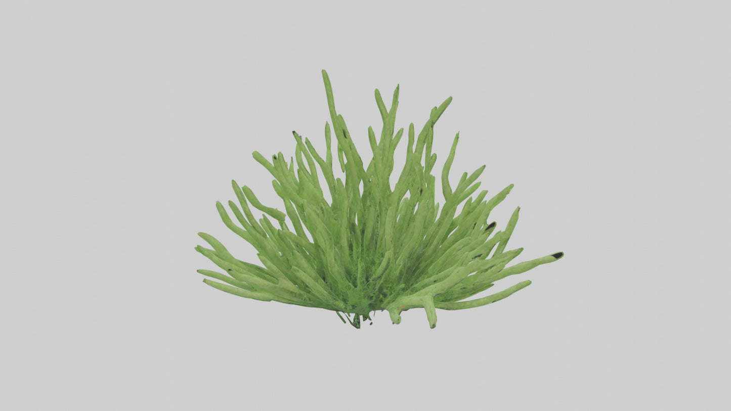 3D model Asparagusfern Model 1 VR / AR / low-poly
