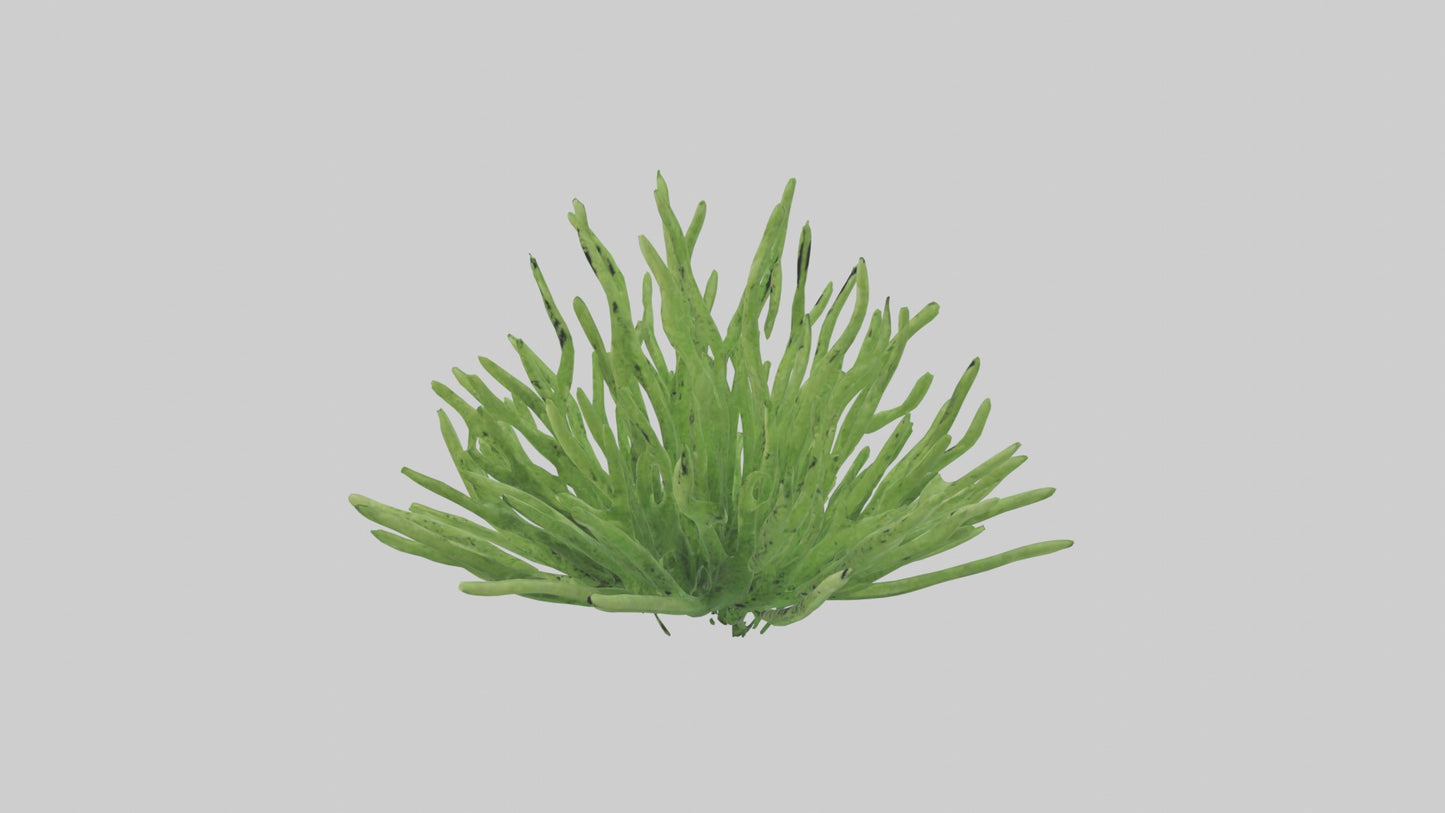 3D model Asparagusfern Model 1 VR / AR / low-poly