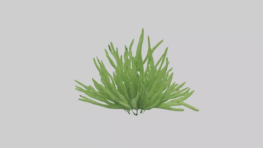 3D model Asparagusfern Model 1 VR / AR / low-poly