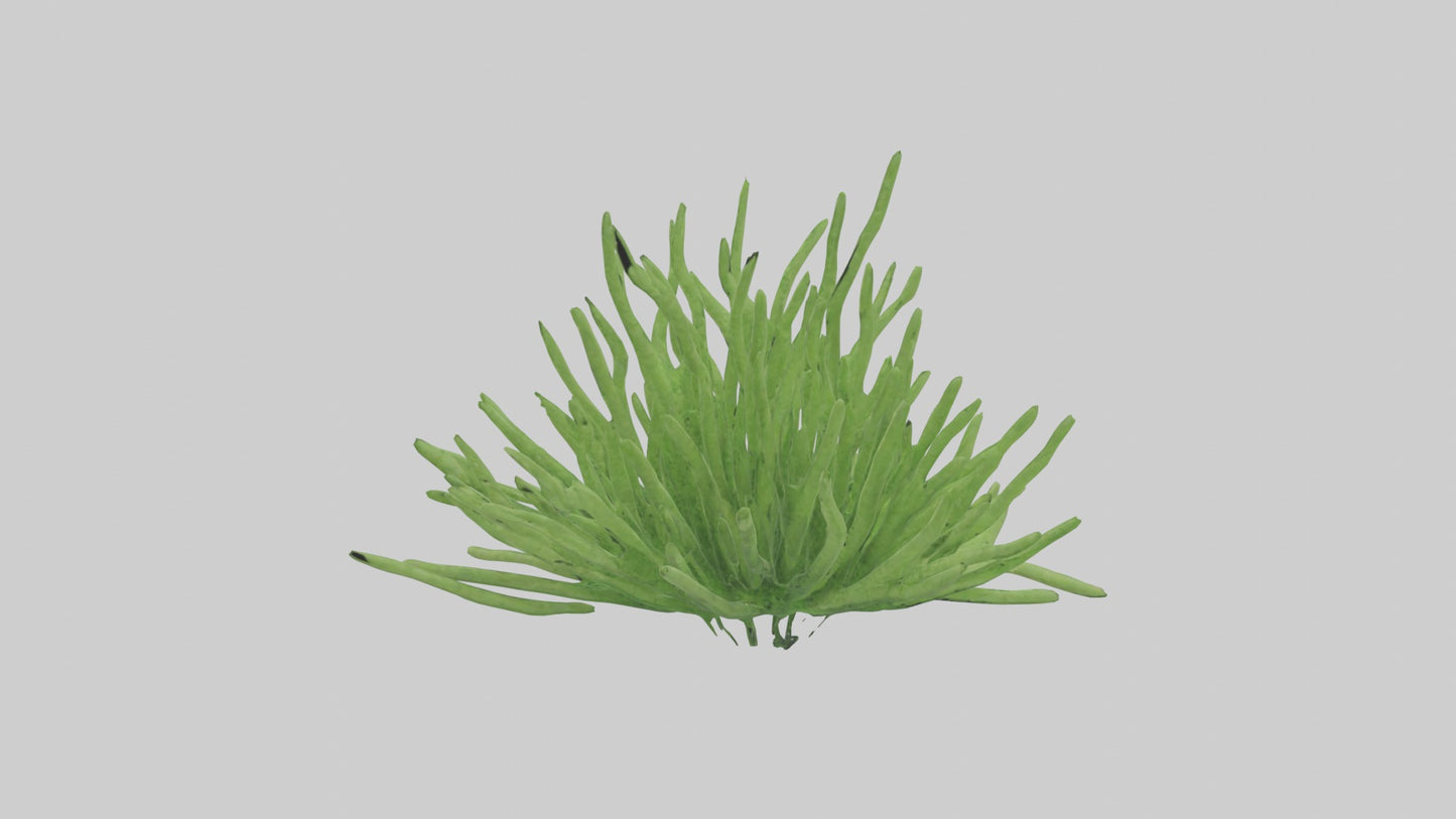 3D model Asparagusfern Model 1 VR / AR / low-poly