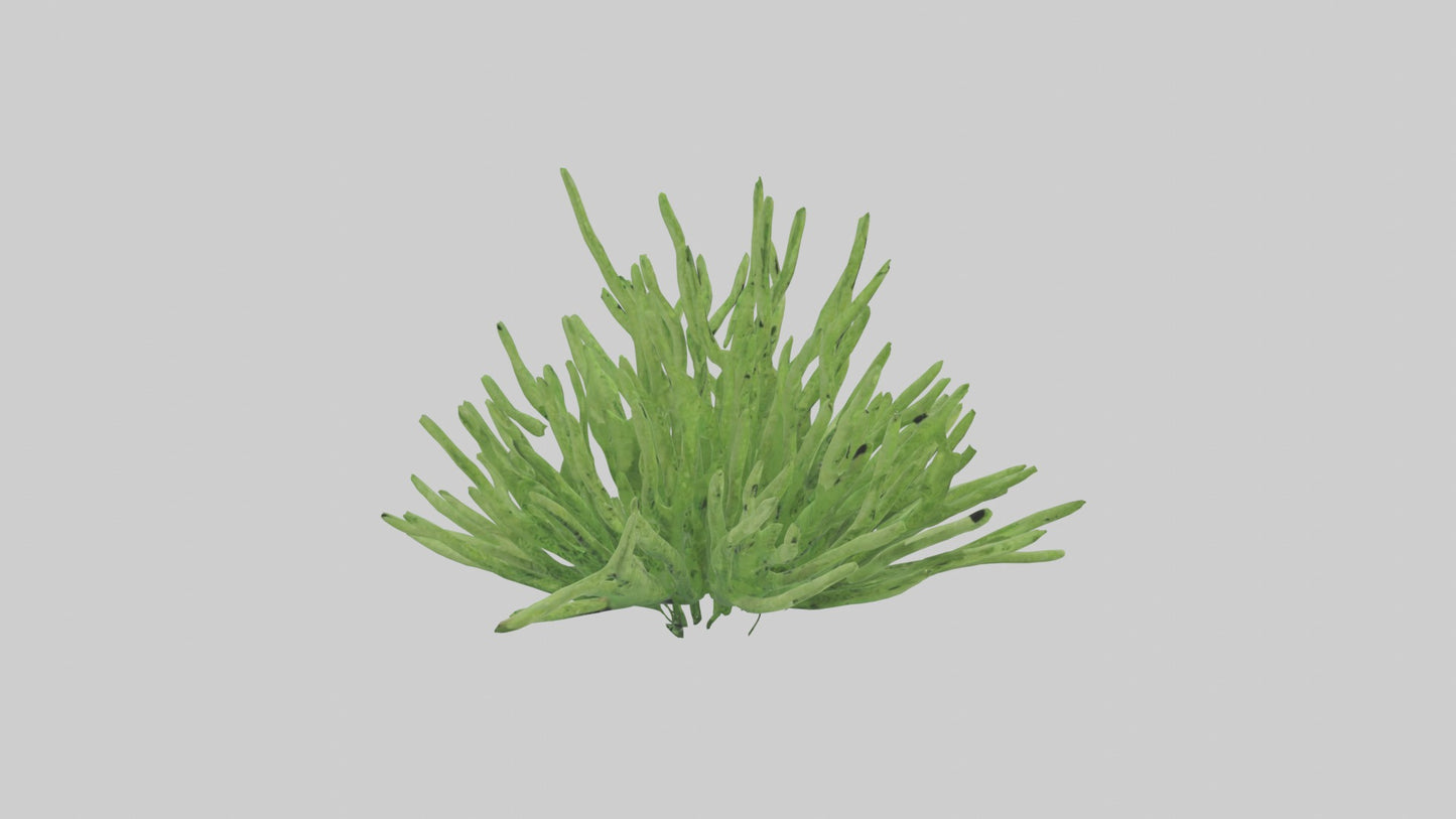 3D model Asparagusfern Model 1 VR / AR / low-poly