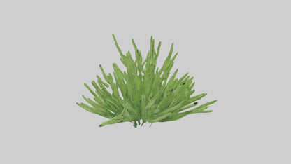 3D model Asparagusfern Model 1 VR / AR / low-poly