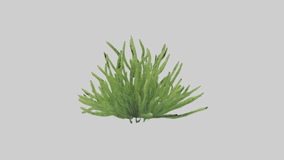 3D model Asparagusfern Model 1 VR / AR / low-poly