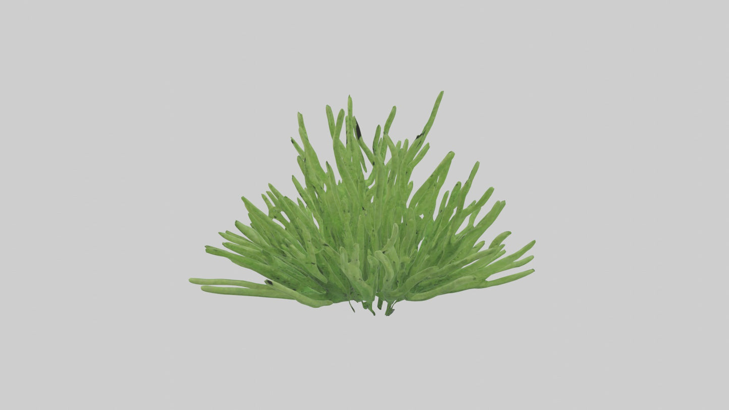 3D model Asparagusfern Model 1 VR / AR / low-poly