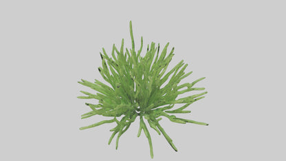 3D model Asparagusfern Model 1 VR / AR / low-poly