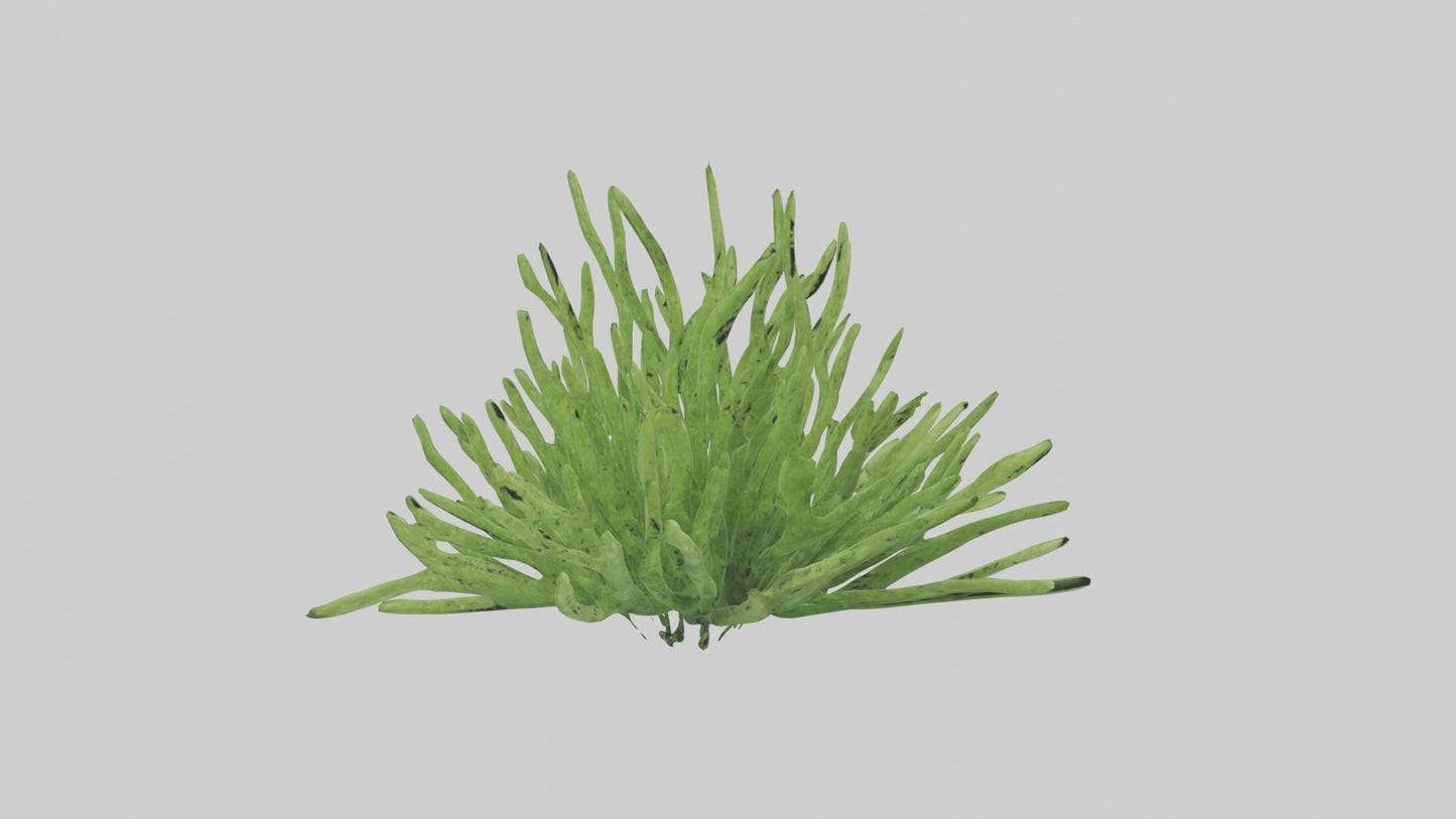 3D model Asparagusfern Model 1 VR / AR / low-poly