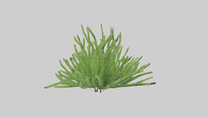 3D model Asparagusfern Model 1 VR / AR / low-poly