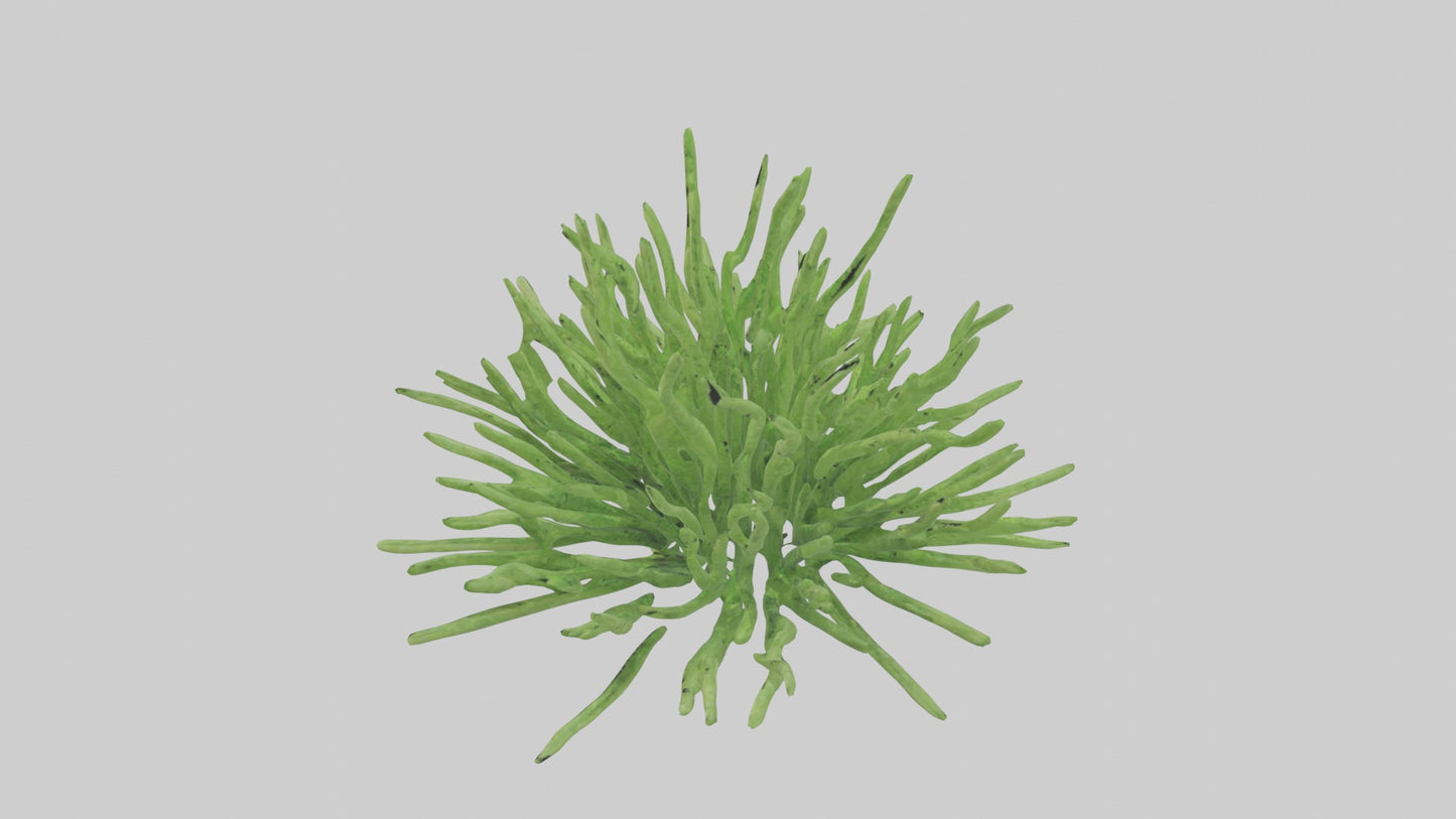 3D model Asparagusfern Model 1 VR / AR / low-poly