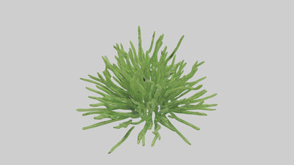 3D model Asparagusfern Model 1 VR / AR / low-poly