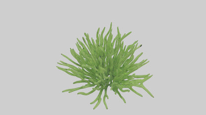 3D model Asparagusfern Model 1 VR / AR / low-poly