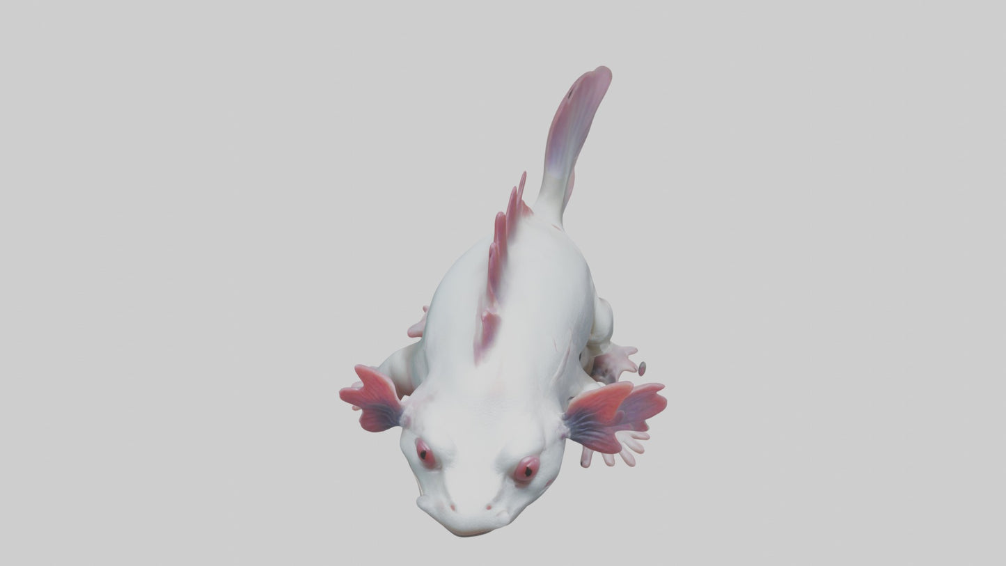 3D model Axolotl Model 1 VR / AR / low-poly