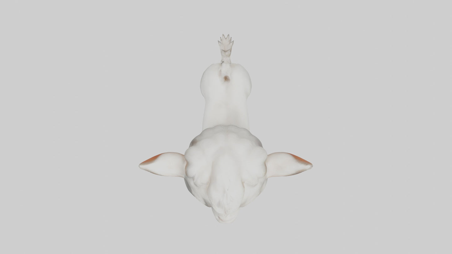 3D model Baby Goat Kid Model 1 VR / AR / low-poly