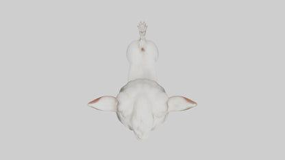 3D model Baby Goat Kid Model 1 VR / AR / low-poly