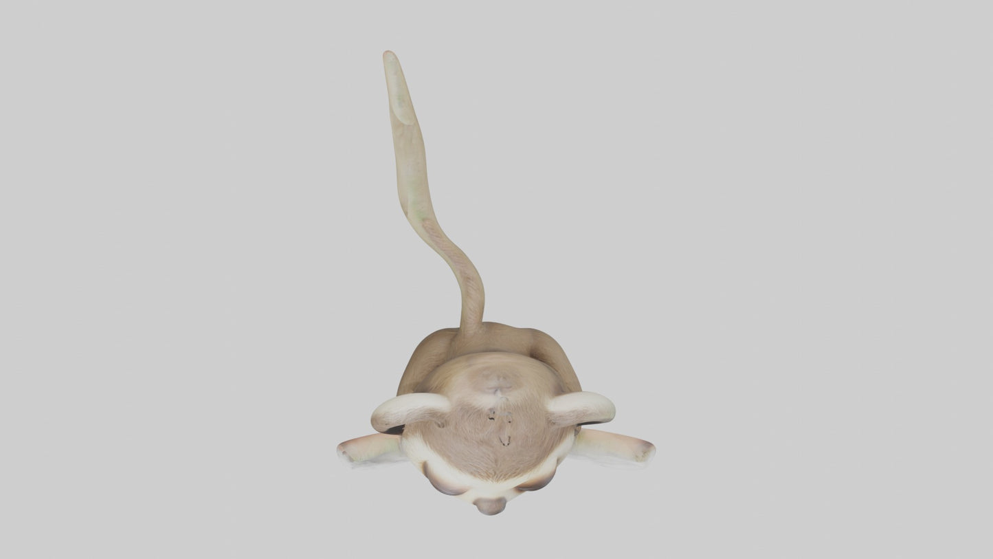 3D model Baby Sloth Model 1 VR / AR / low-poly