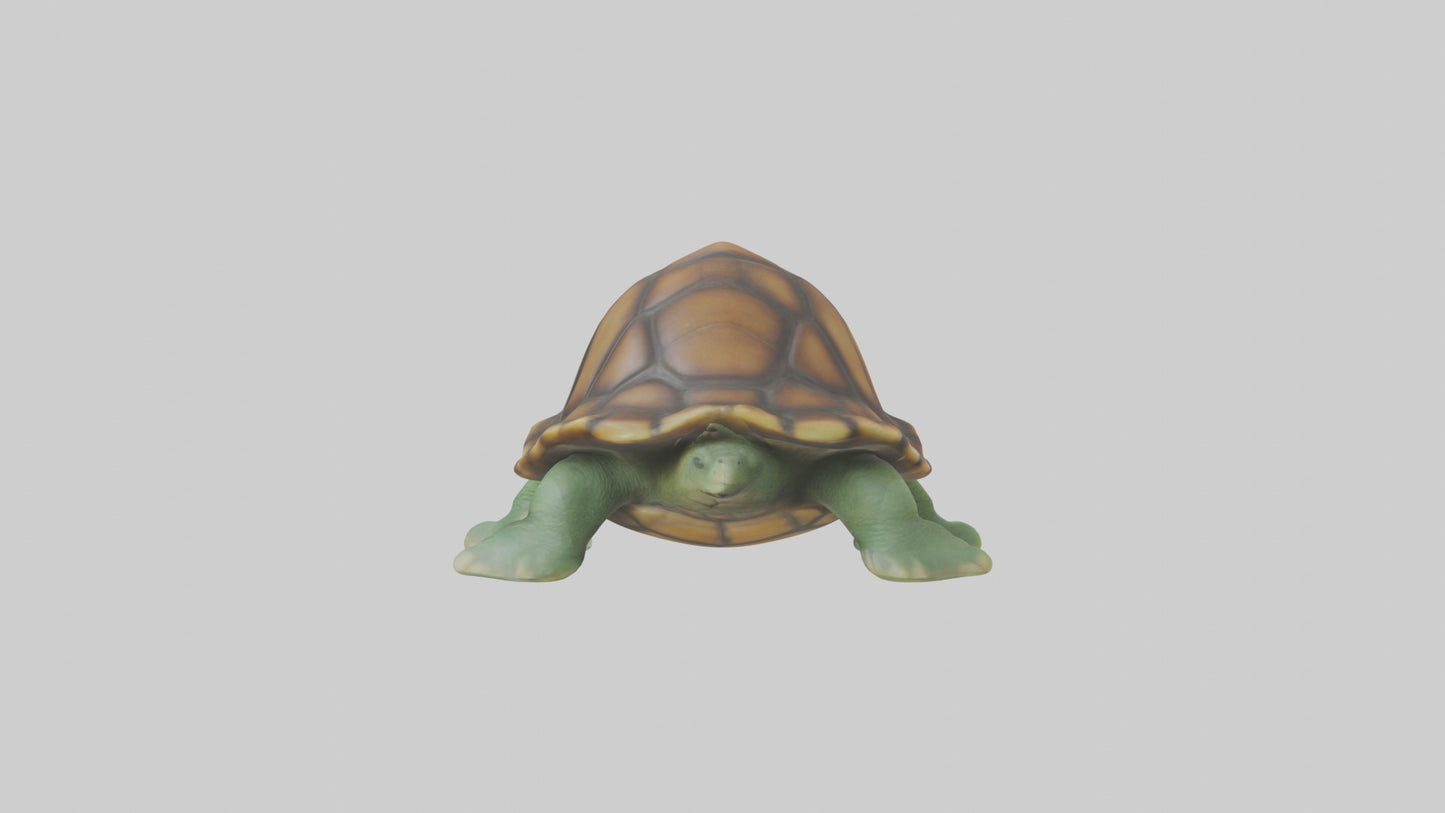 3D model Baby Turtle Model 1 VR / AR / low-poly