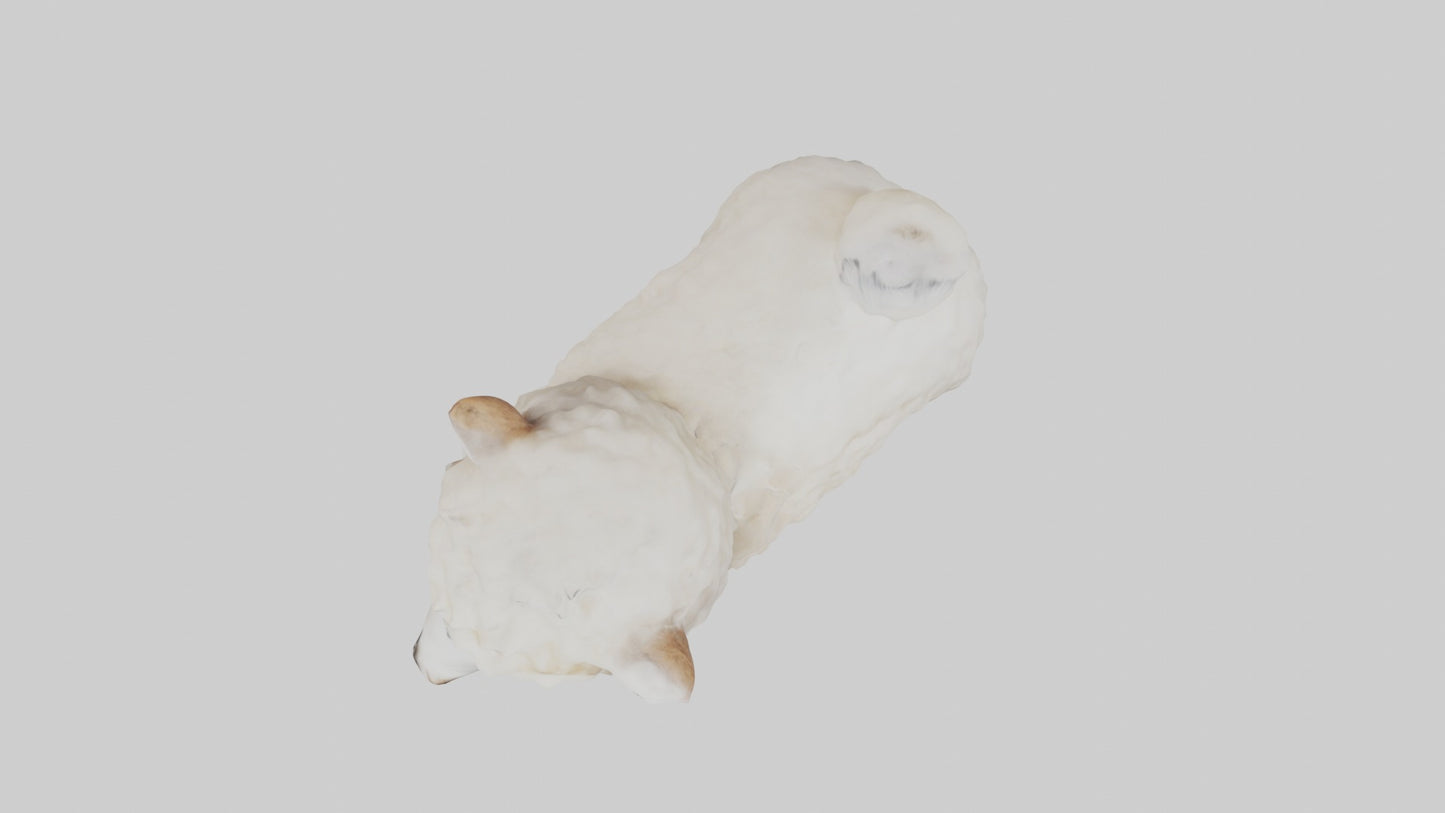 3D model Babyalpaca Model 1 VR / AR / low-poly