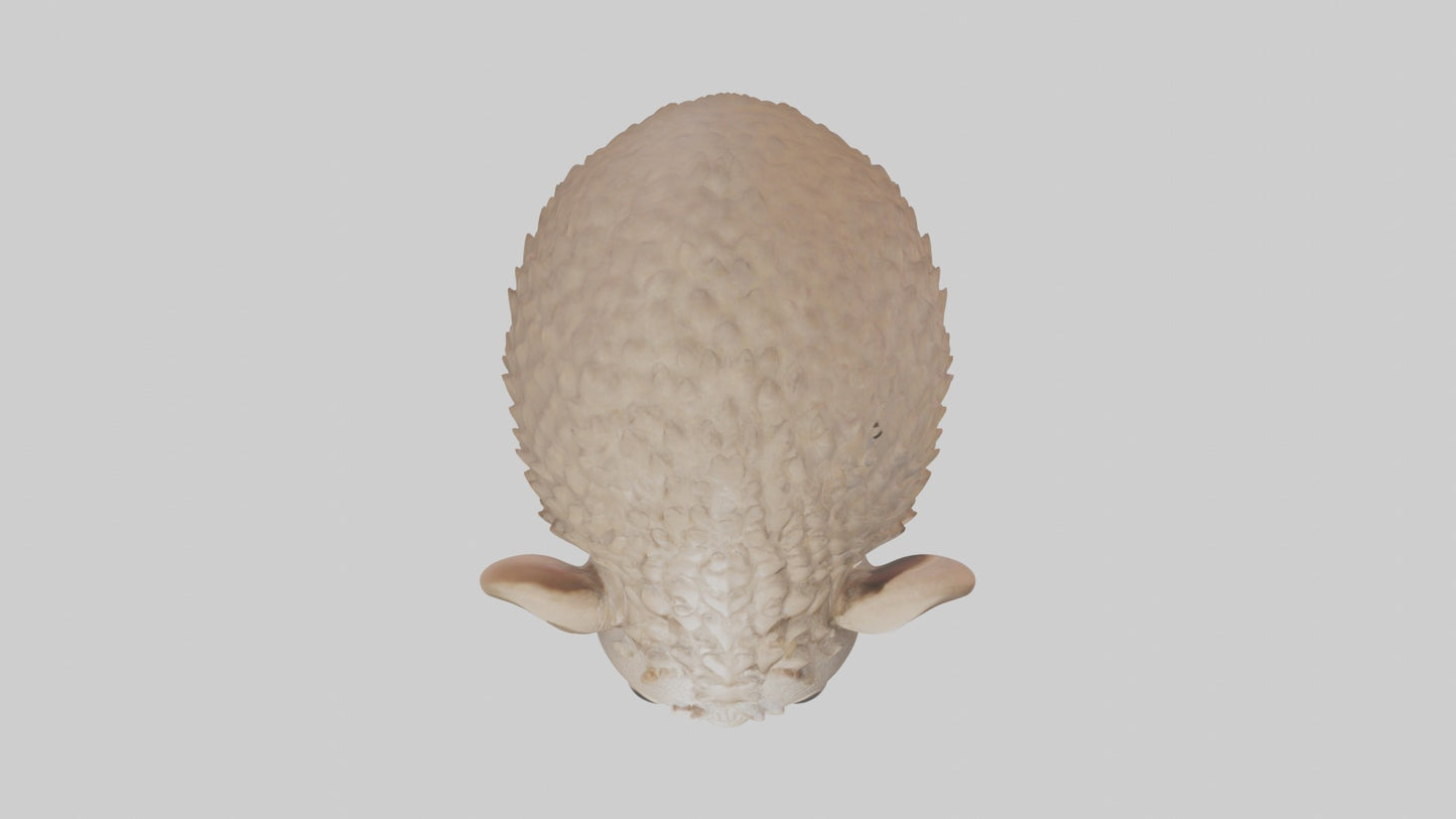 3D model Babyarmadillo Model 1 VR / AR / low-poly