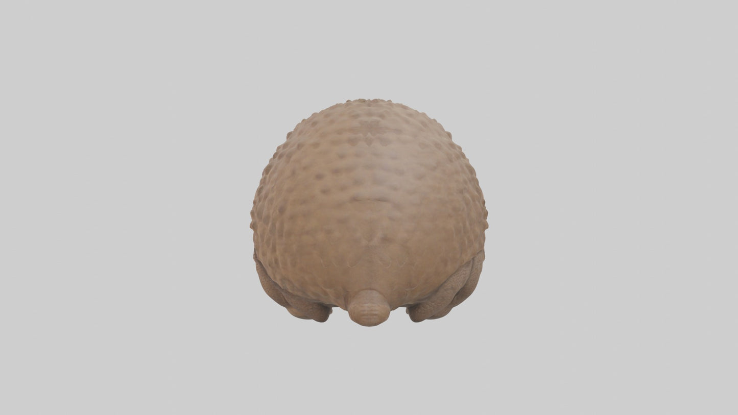 3D model Babyarmadillo Model 1 VR / AR / low-poly