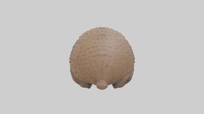 3D model Babyarmadillo Model 1 VR / AR / low-poly