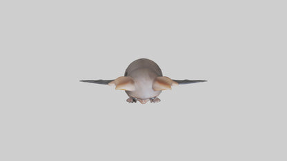 3D model Babybat Model 1 VR / AR / low-poly