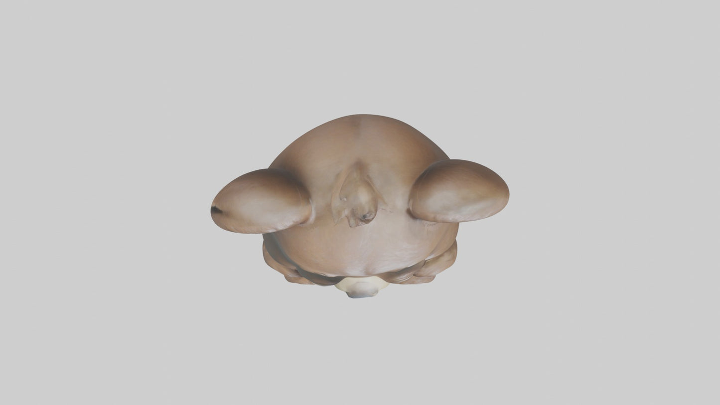 3D model Babybear Model 1 VR / AR / low-poly