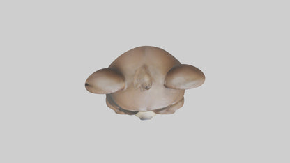 3D model Babybear Model 1 VR / AR / low-poly