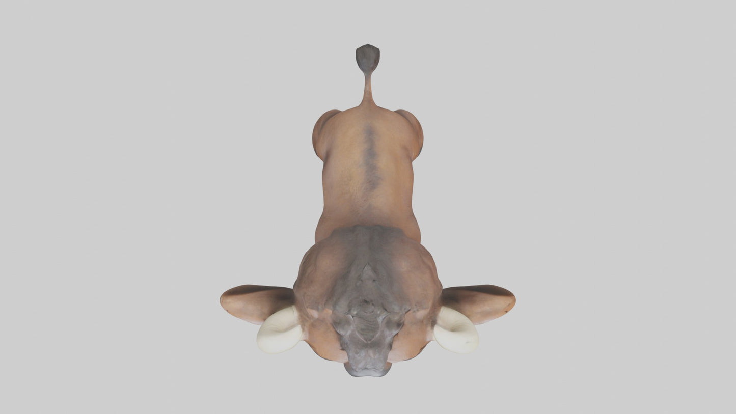 3D model Babybuffalo Model 1 VR / AR / low-poly