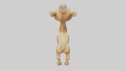 3D model Babycamel Model 1 VR / AR / low-poly