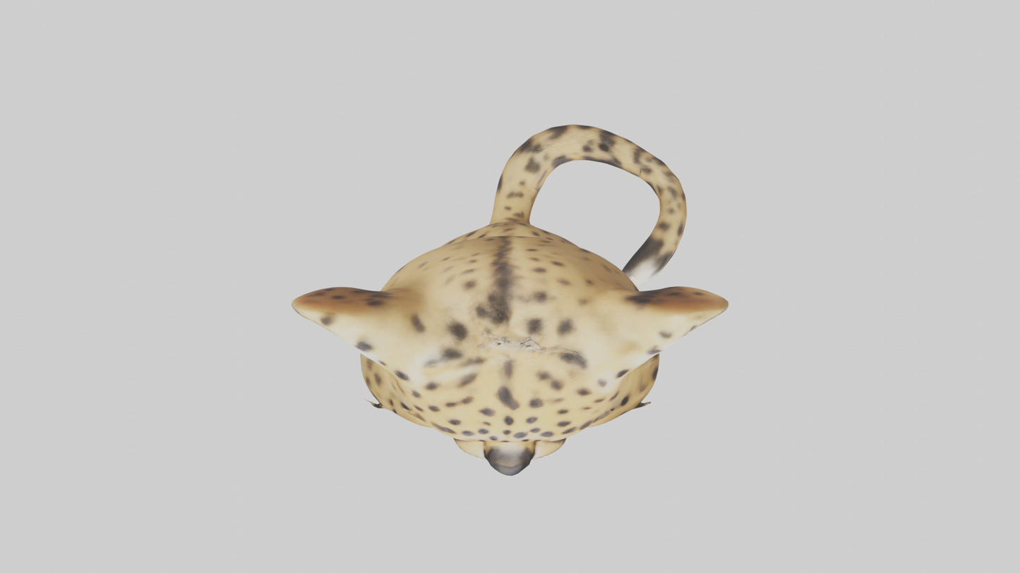 3D model Babycheetah Model 1 VR / AR / low-poly