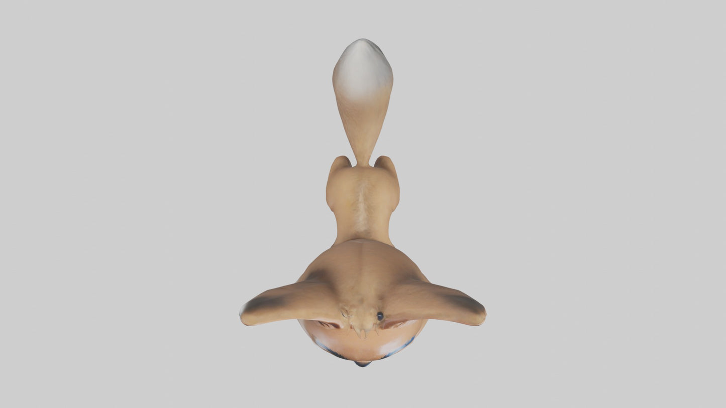 3D model Babycoyote Model 1 VR / AR / low-poly