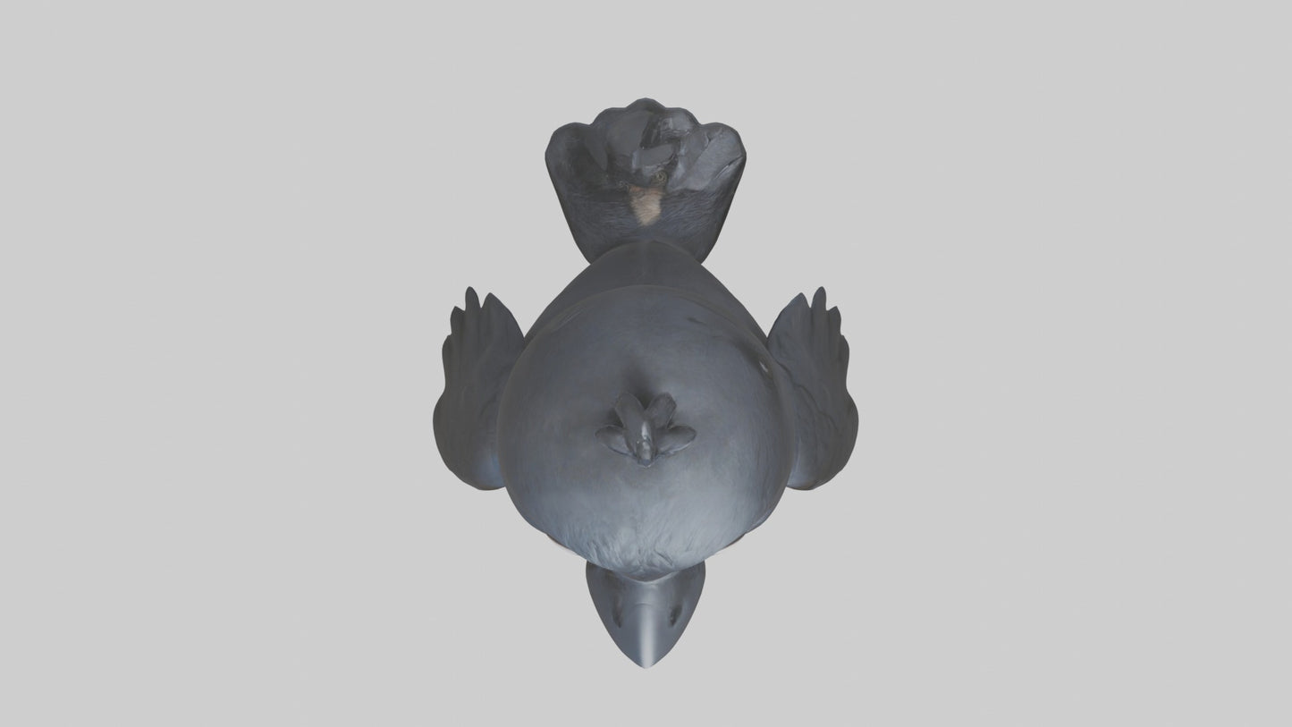 3D model Babycrow Model 1 VR / AR / low-poly