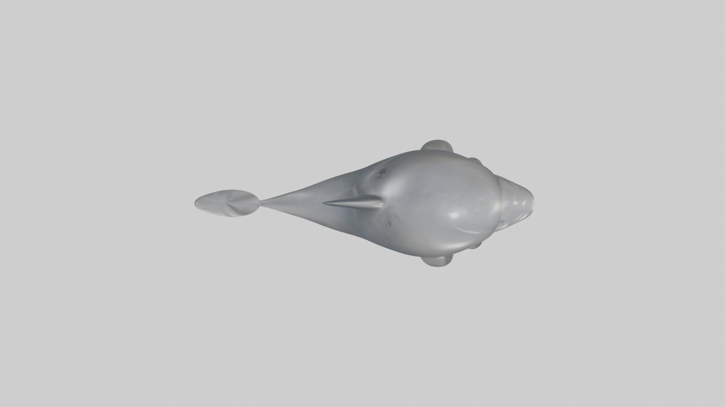 3D model Babydolphin Model 1 VR / AR / low-poly
