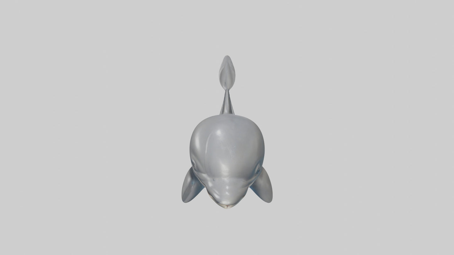 3D model Babydolphin Model 1 VR / AR / low-poly