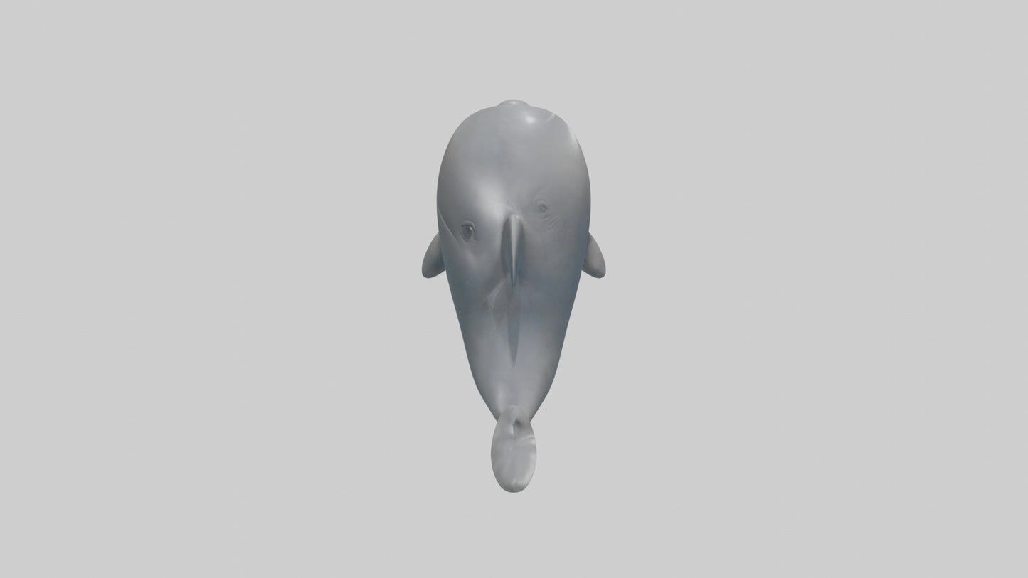 3D model Babydolphin Model 1 VR / AR / low-poly