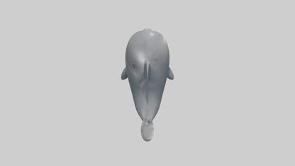 3D model Babydolphin Model 1 VR / AR / low-poly