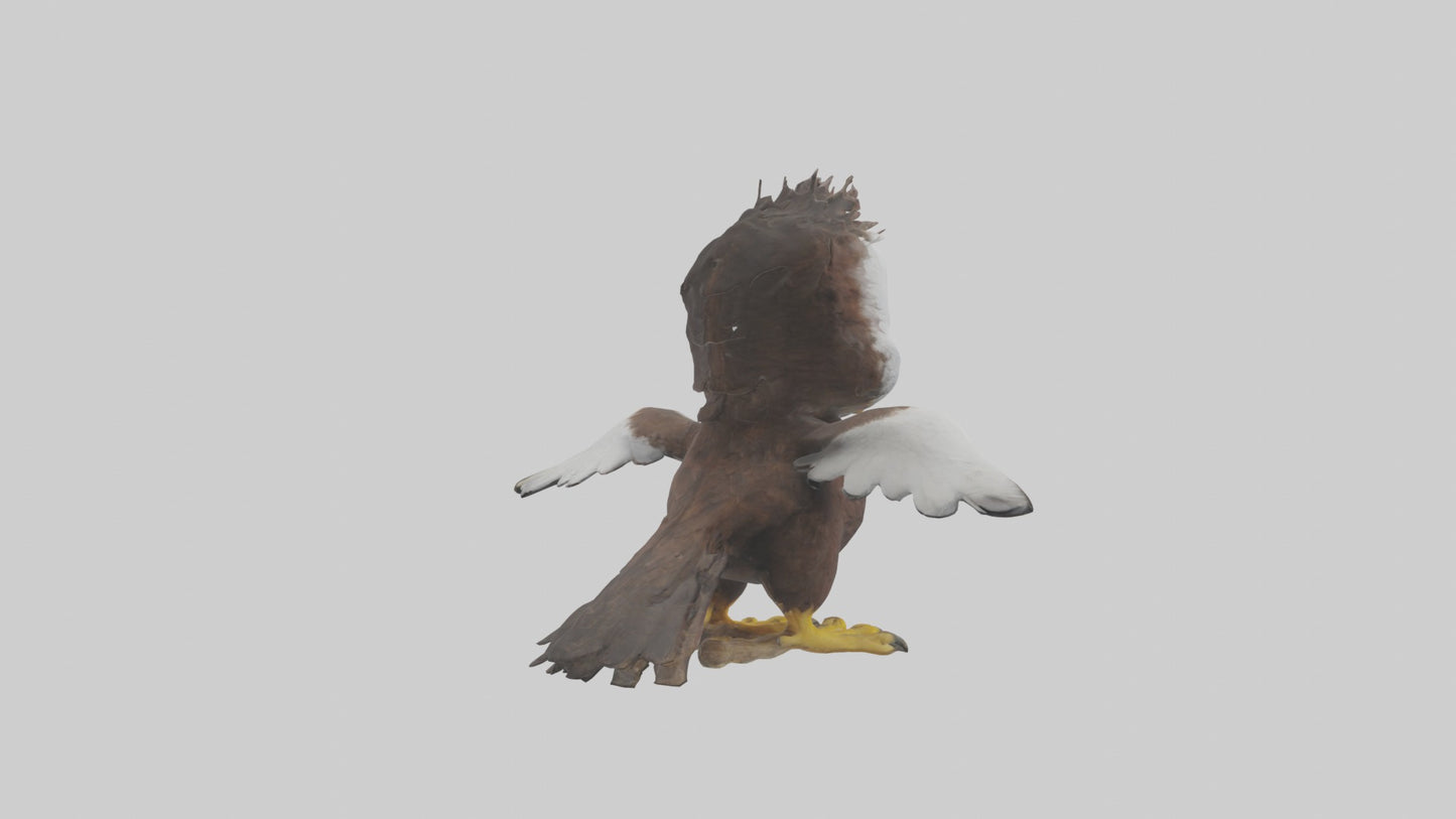 3D model Babyeagle Model 1 VR / AR / low-poly