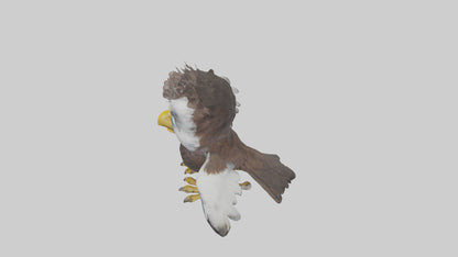 3D model Babyeagle Model 1 VR / AR / low-poly