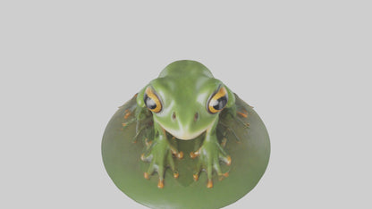 3D model Babyfrog Model 1 VR / AR / low-poly