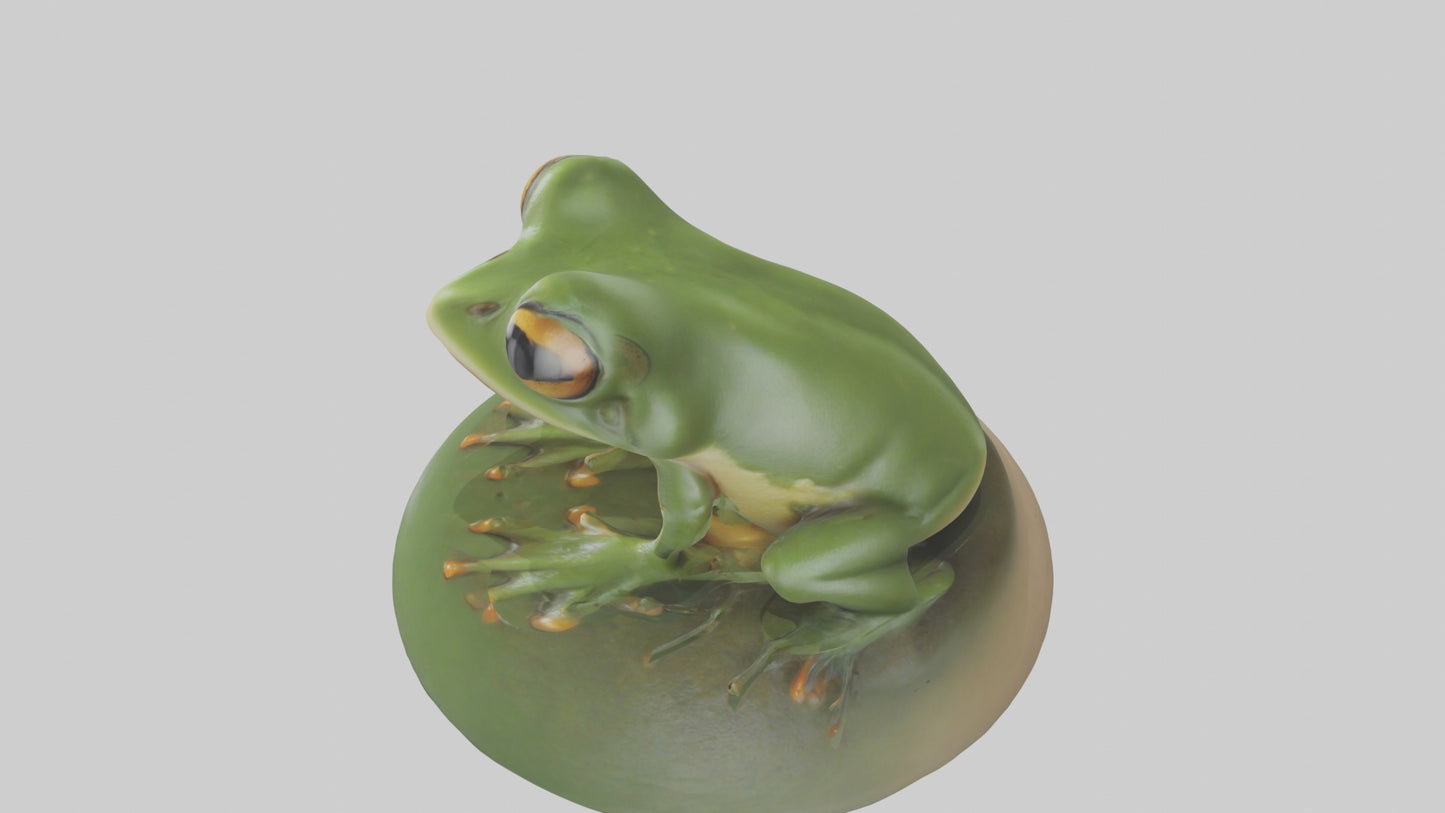 3D model Babyfrog Model 1 VR / AR / low-poly