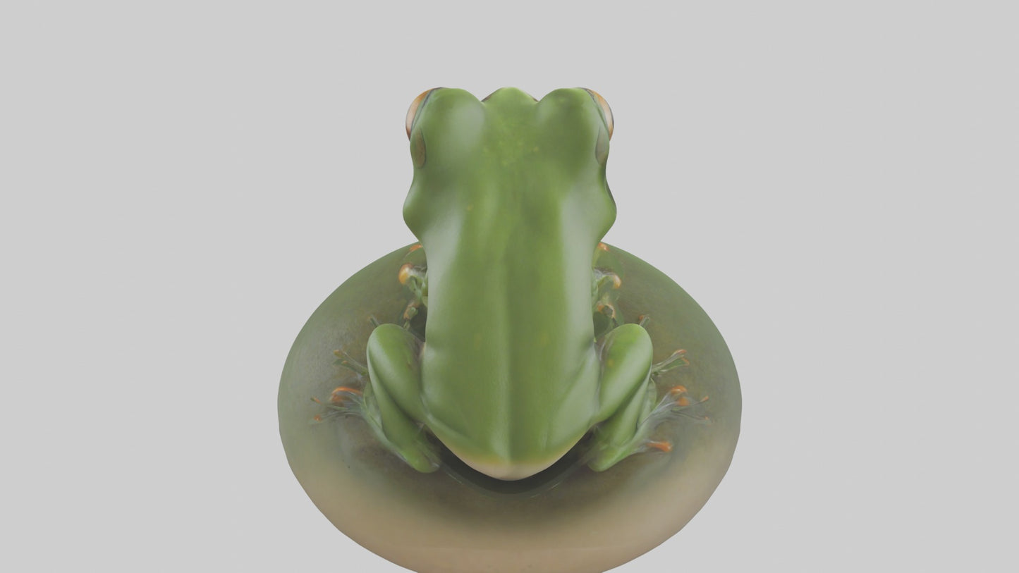 3D model Babyfrog Model 1 VR / AR / low-poly