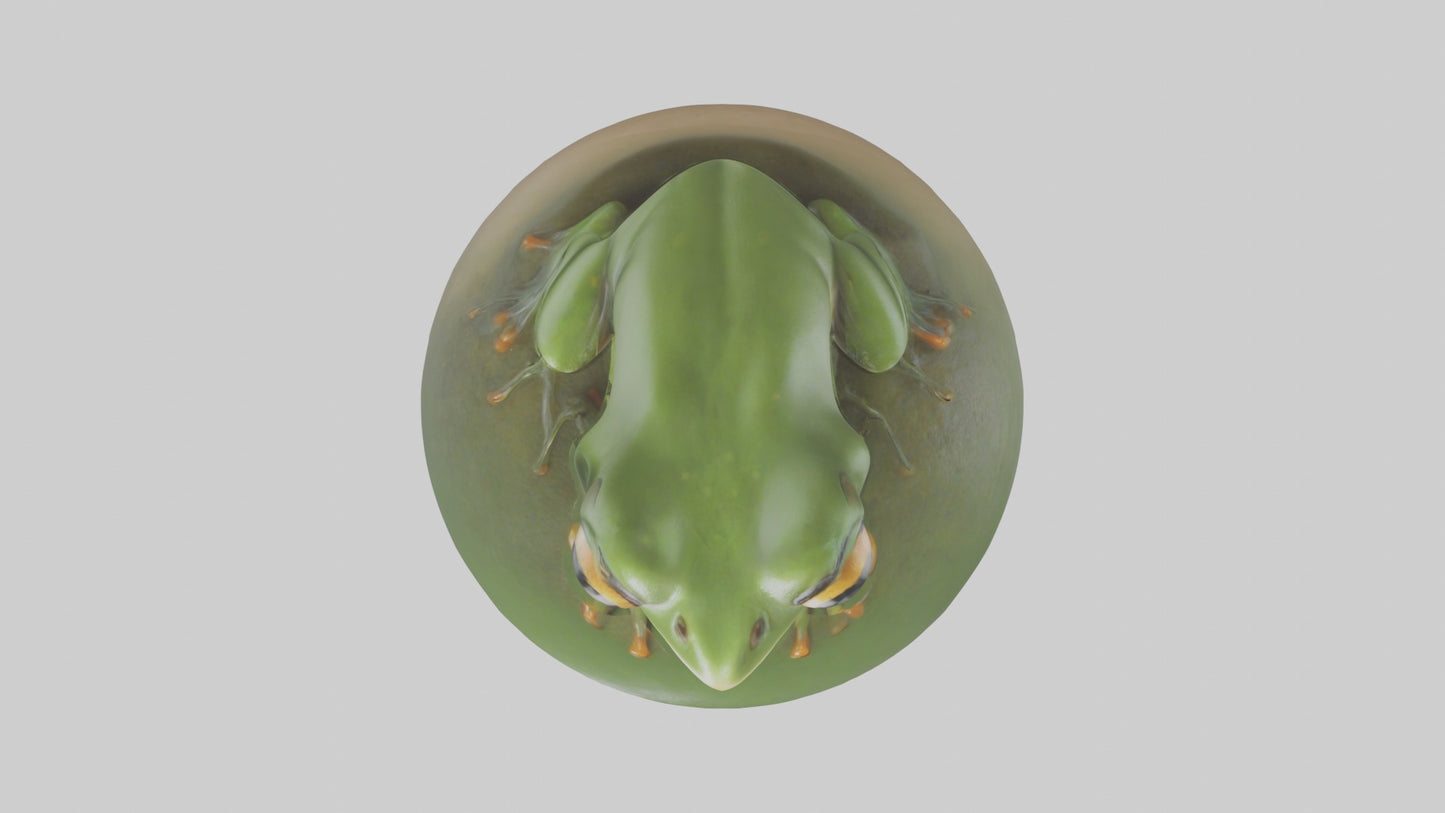 3D model Babyfrog Model 1 VR / AR / low-poly