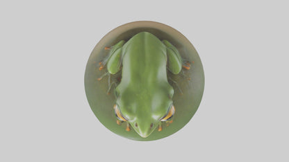 3D model Babyfrog Model 1 VR / AR / low-poly