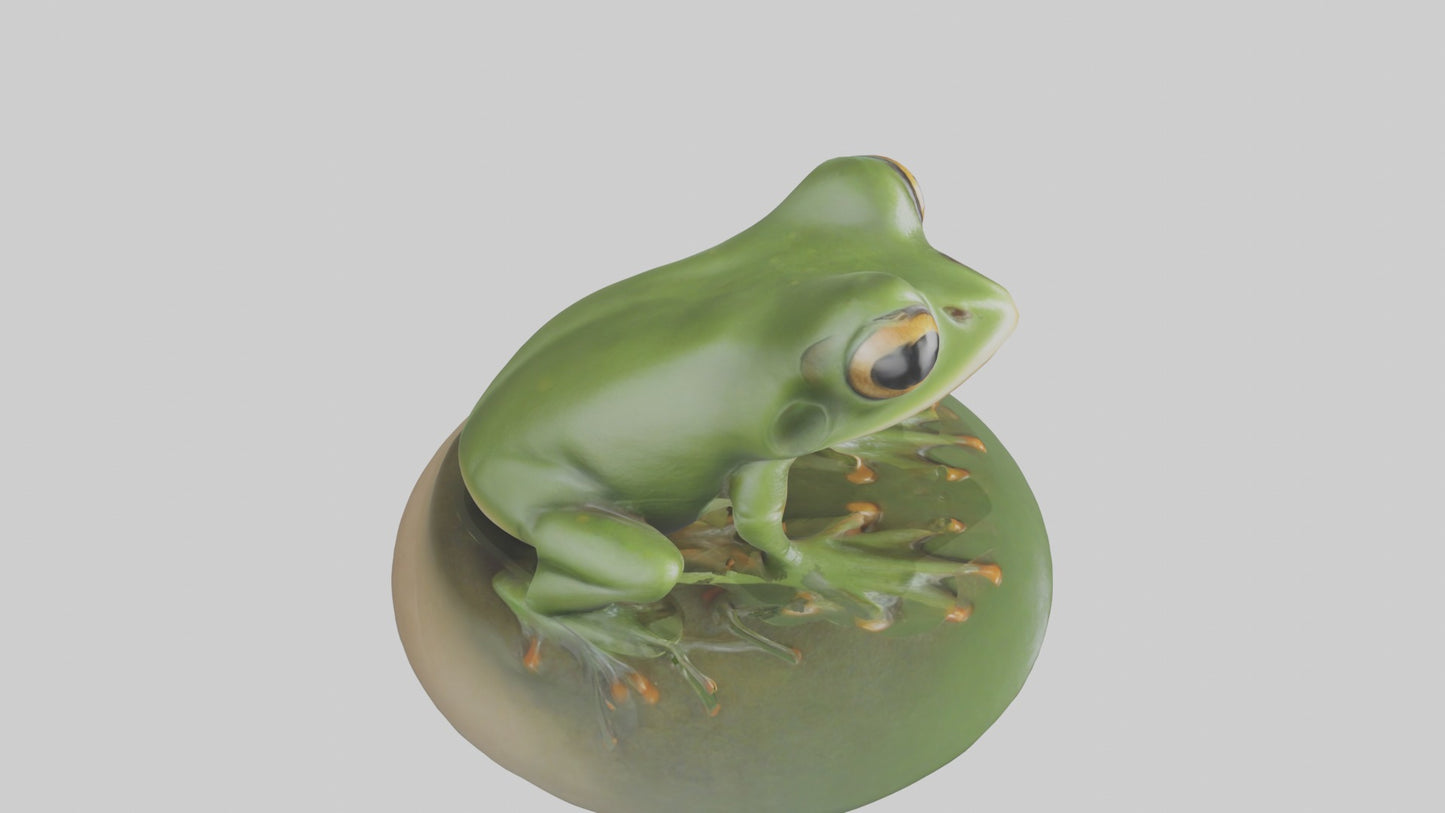 3D model Babyfrog Model 1 VR / AR / low-poly