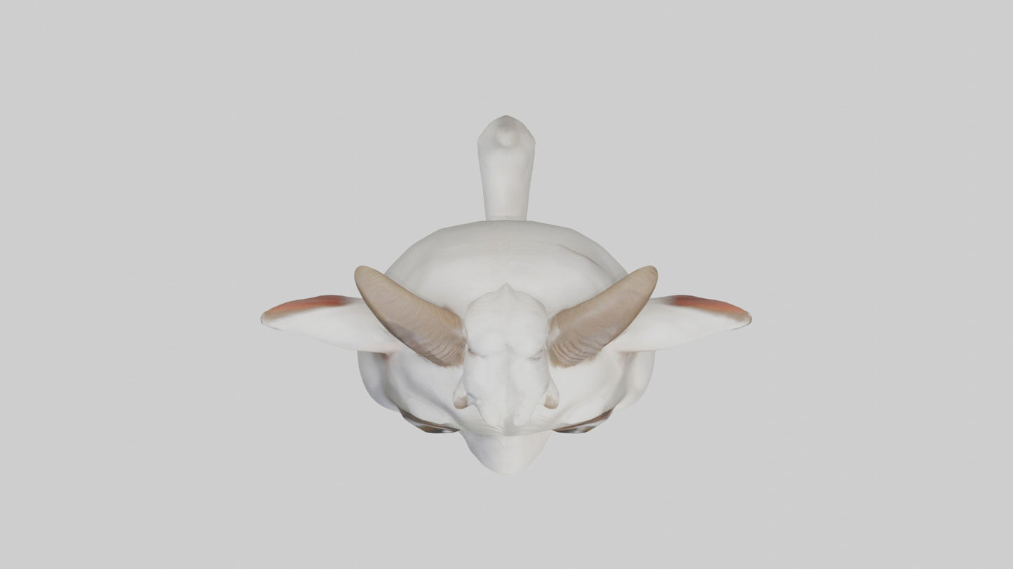 3D model Babygoat Model 1 VR / AR / low-poly