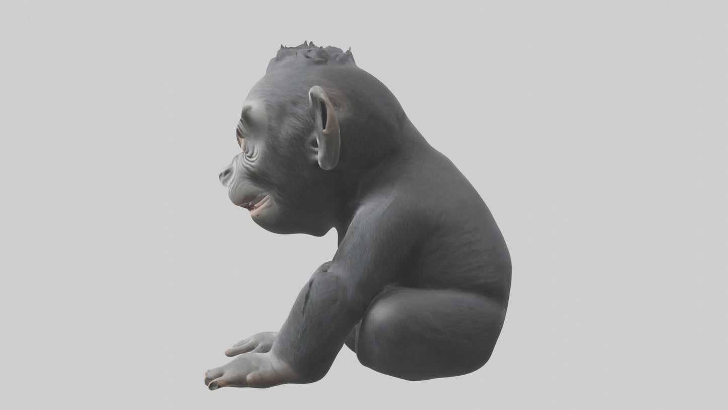 3D model Babygorilla Model 1 VR / AR / low-poly