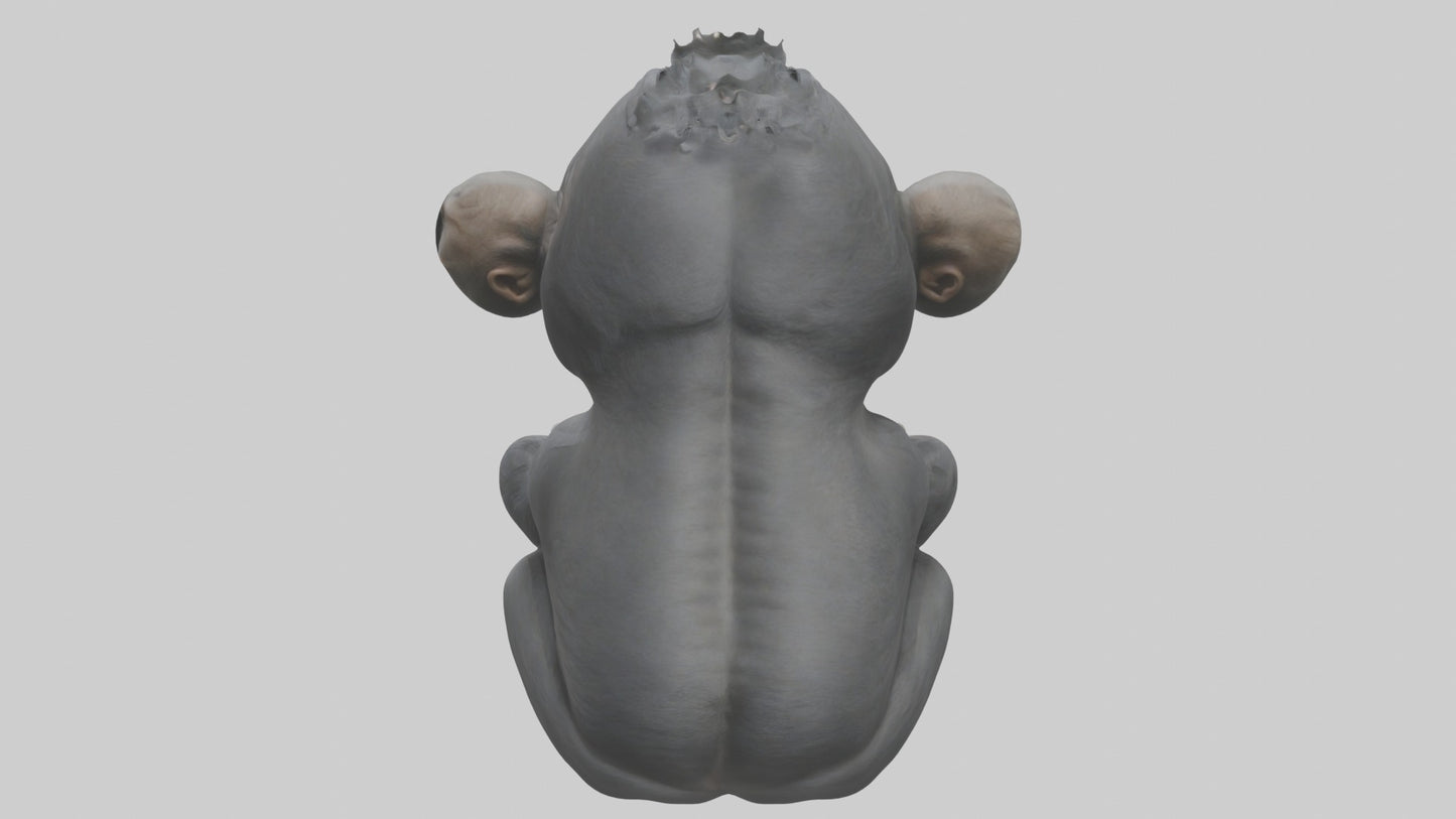 3D model Babygorilla Model 1 VR / AR / low-poly
