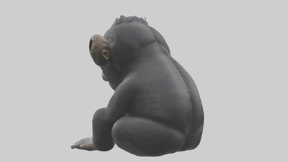 3D model Babygorilla Model 1 VR / AR / low-poly
