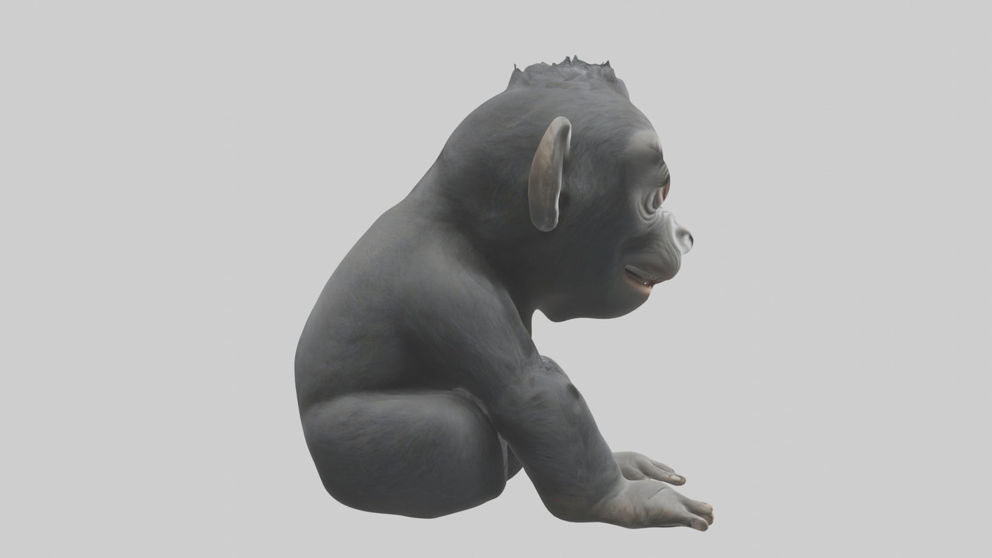 3D model Babygorilla Model 1 VR / AR / low-poly