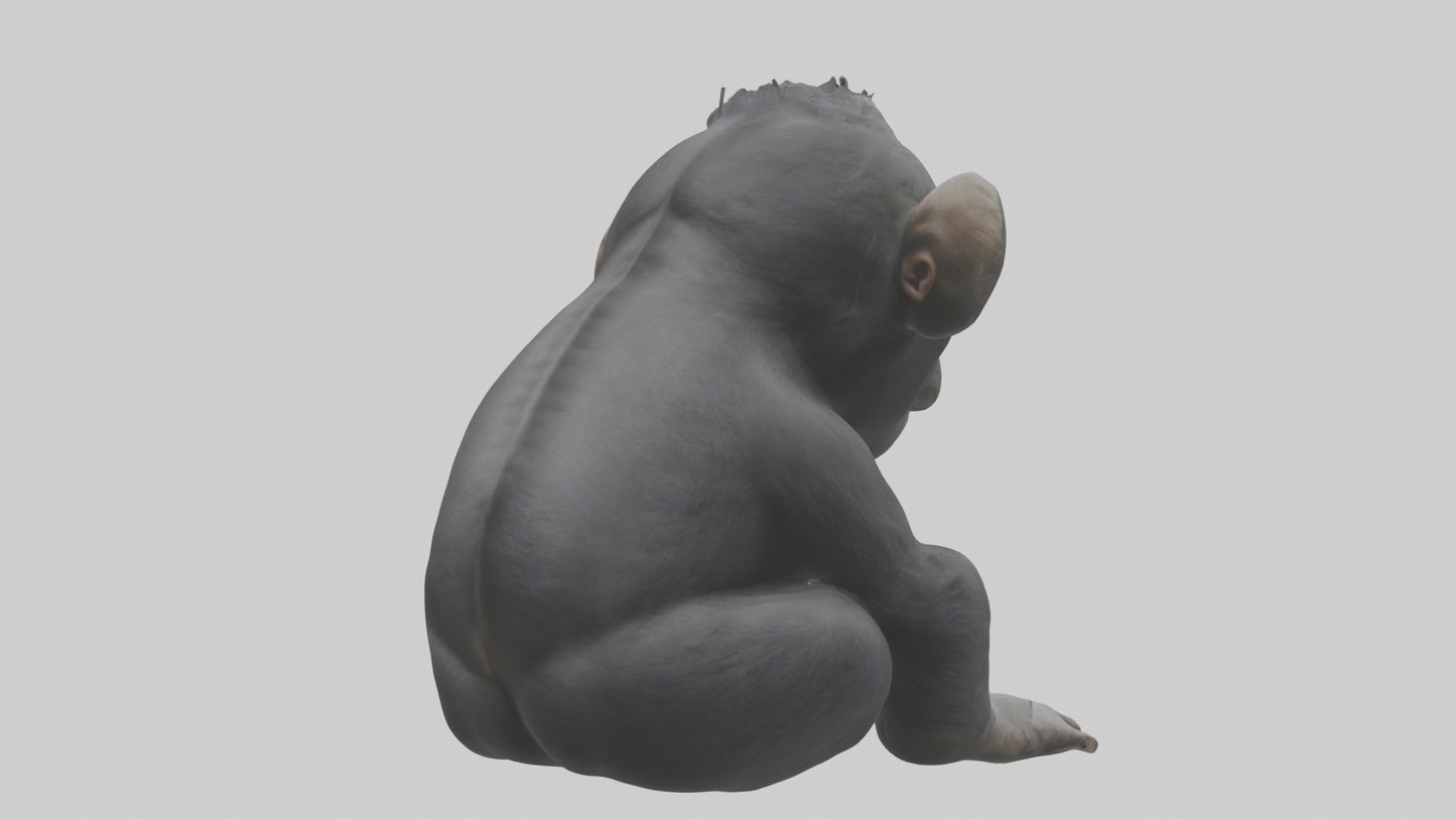 3D model Babygorilla Model 1 VR / AR / low-poly