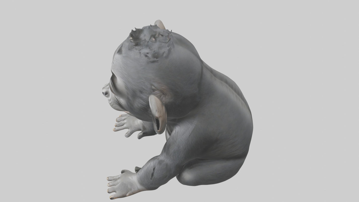 3D model Babygorilla Model 1 VR / AR / low-poly